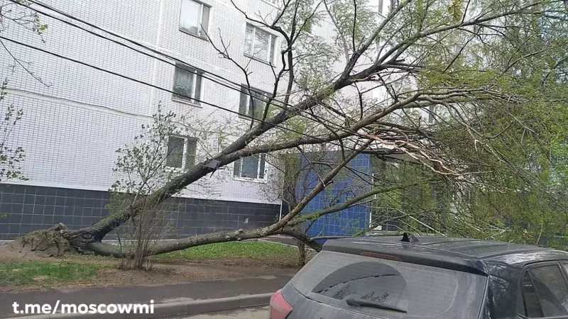 Ураганный ветер в Москве: жителей просят без необходимости не выходить на улицу