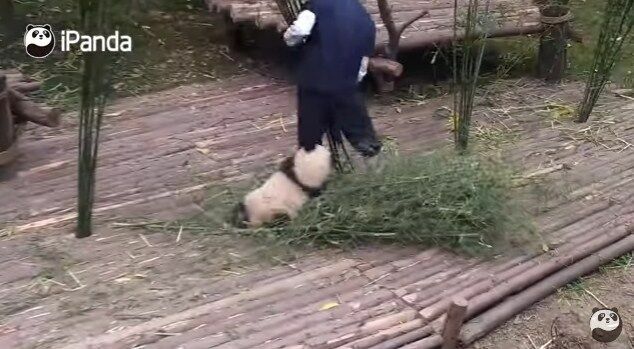Хит мировой Сети: как маленькая панда обнимается с уборщиком (видео)