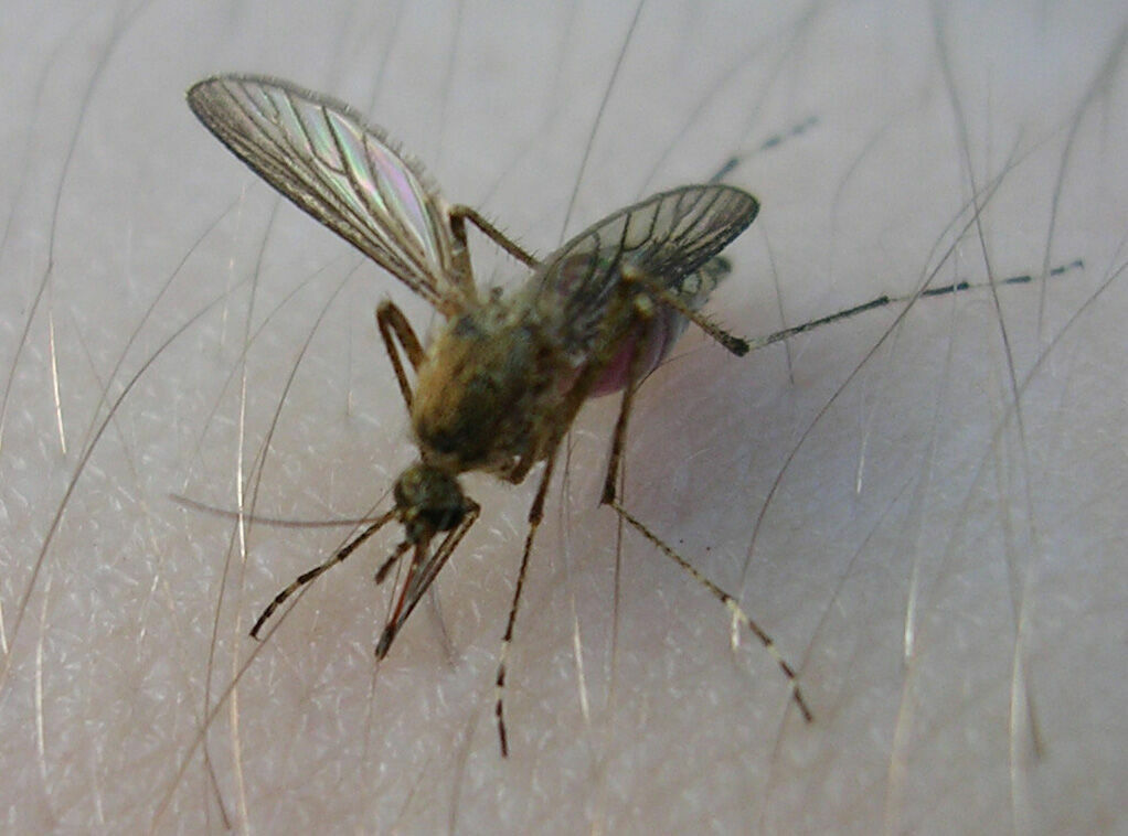 В Роспотребнадзоре не подтвердили информацию об опасных комарах на юге России