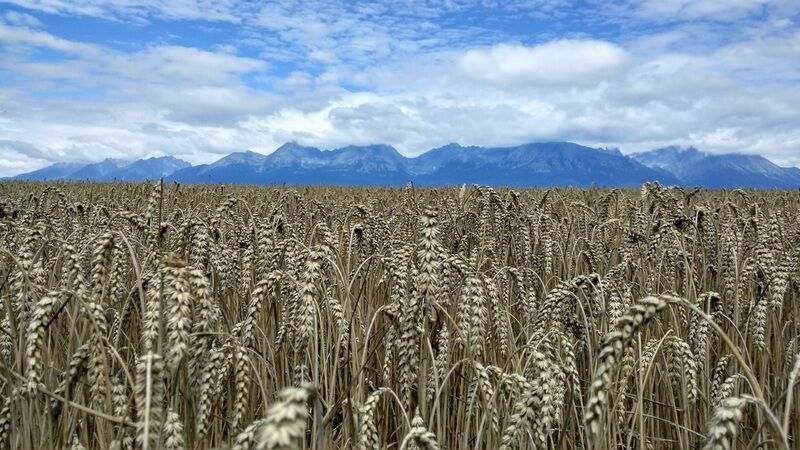 Экспорт пшеницы из России уменьшится из-за гибели на Кубани озимых