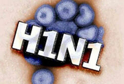 Свиной грипп начинает «поднимать голову» (ВИДЕО)