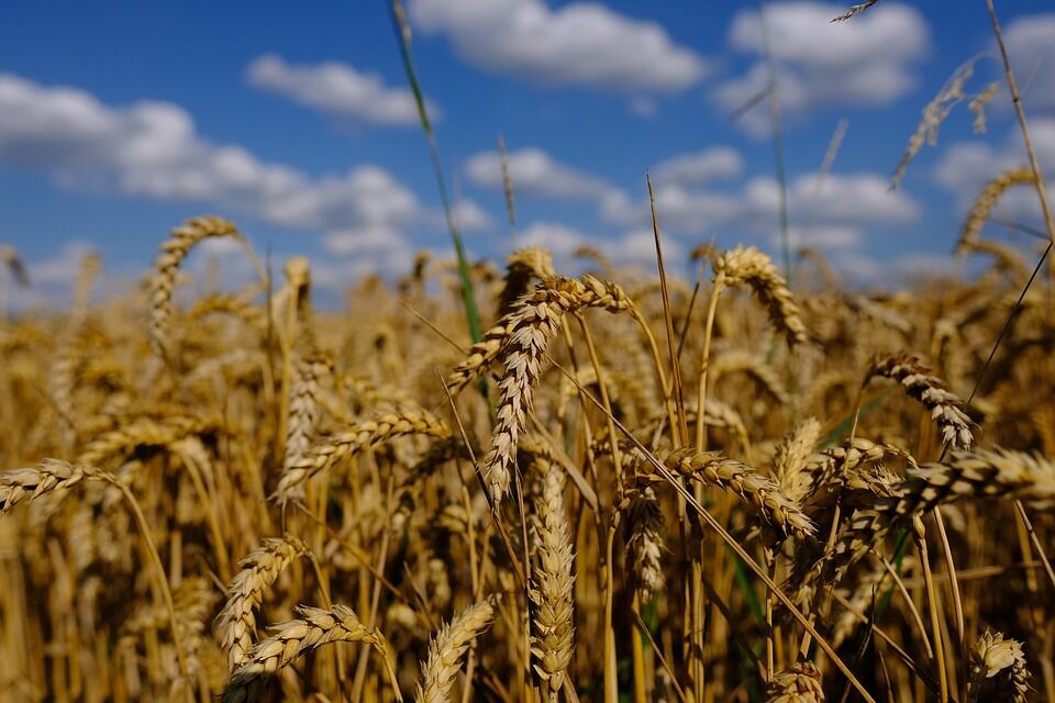 Счастье или нет? Россия вышла на второе место в мире по экспорту зерна