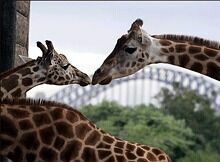Жирафы поженились в Бразилии