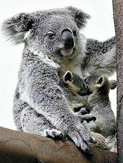 Китайцы показали уникальных коала-близнецов