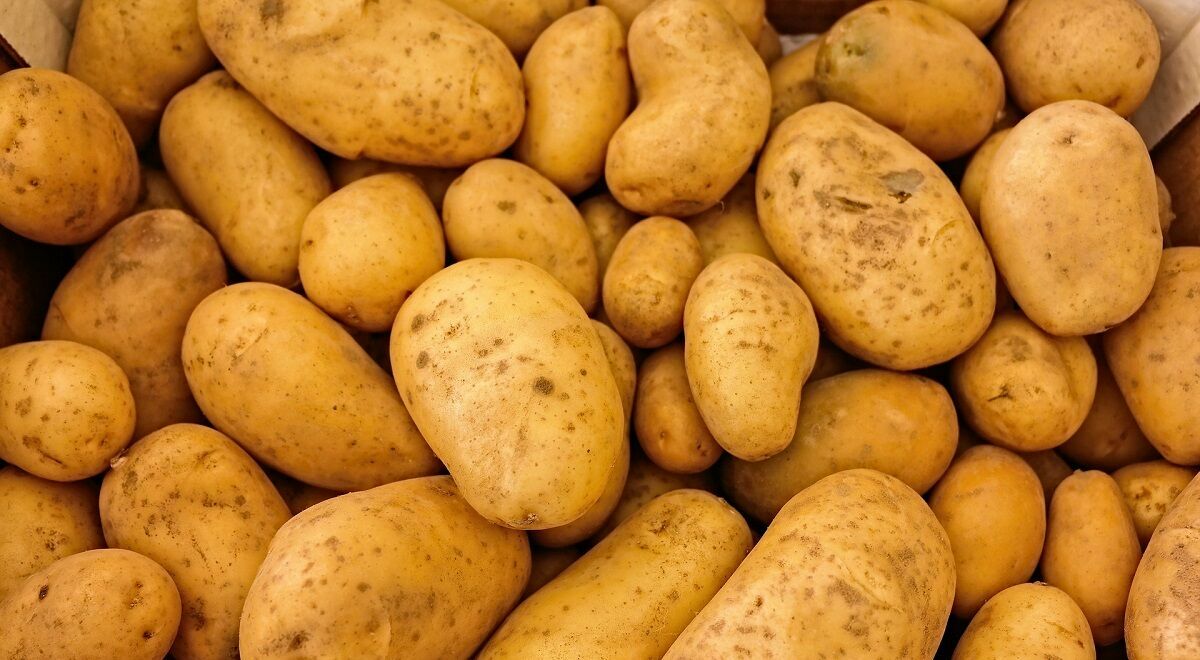Россельхознадзор скорректировал импорт картофеля в Россию