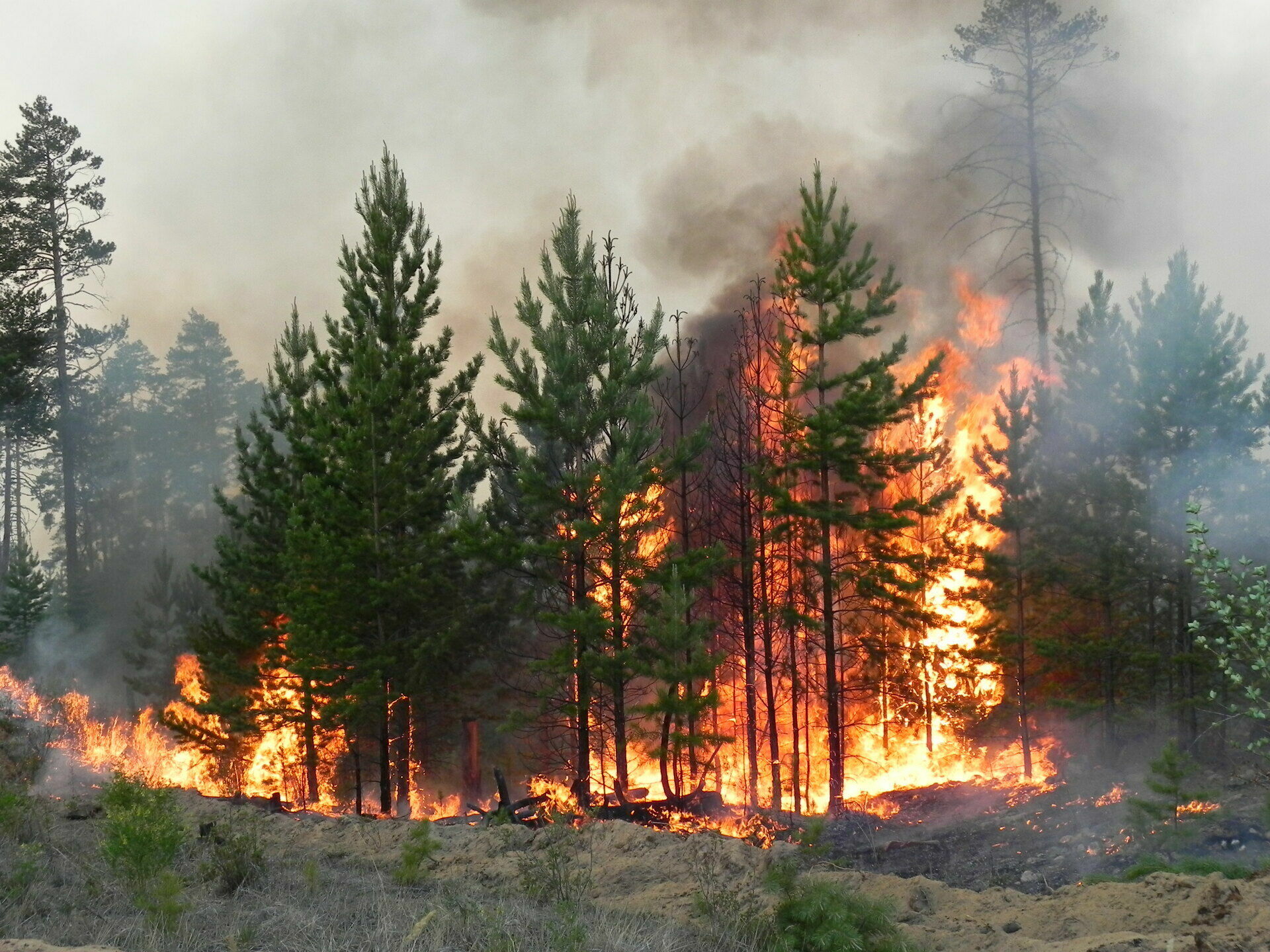 Площадь лесных пожаров в 2021 году стала рекордной с начала века