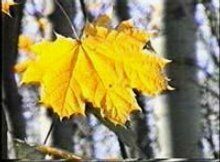 Наступила золотая осень – замочи хвосты (ПРИМЕТЫ ДНЯ)
