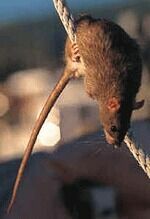 Крысы атакуют москвичей: вакцины на всех не хватает