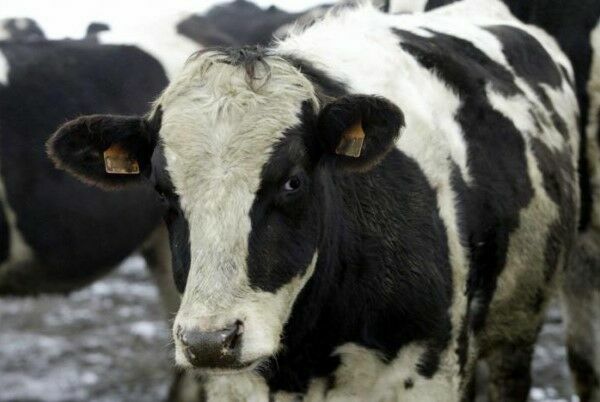 Власти Татарстана оплатят фермерам забой больных лейкозом коров