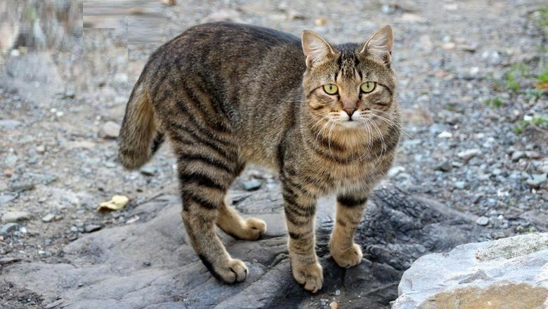 Во Владивостоке вновь замуровали кошек в подвале
