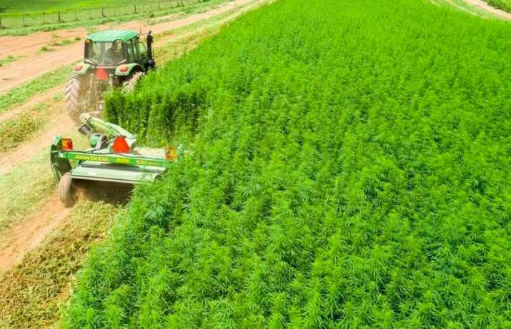 Фермер в Ростовской области начал легально выращивать коноплю