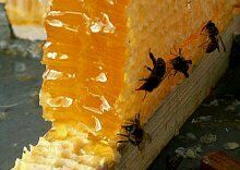 Вкусные и полезные блюда на меду (РЕЦЕПТЫ ДНЯ)