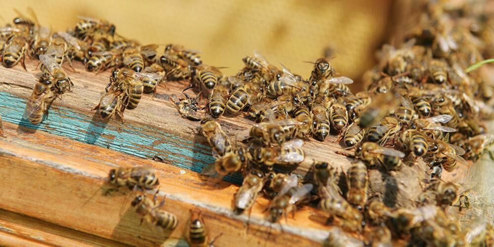 Триллион рублей: эксперты оценили потери из-за гибели пчел