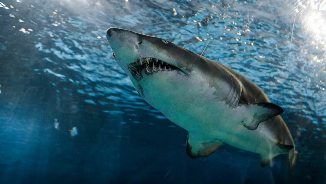 Египет и ЮАР стали странами с наибольшим числом смертей от акул в 2022 году