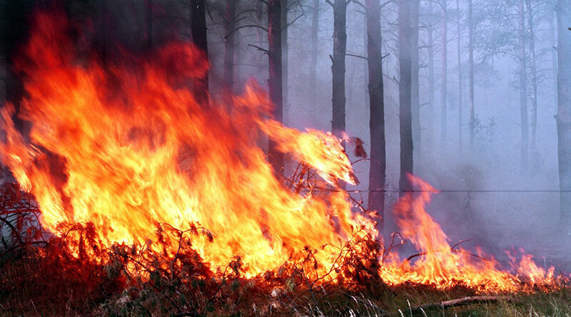 Минприроды: регионы обязаны тушить лесные пожары