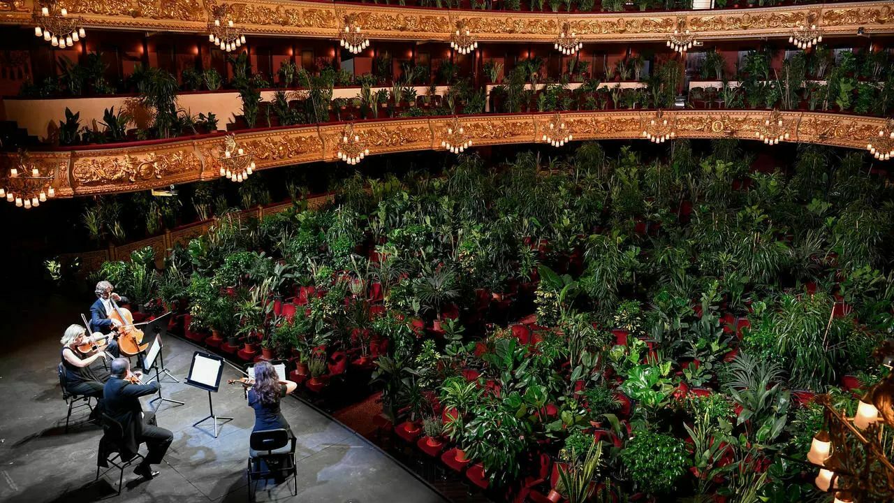 Видео дня: Барселонский оперный театр сыграл концерт для деревьев