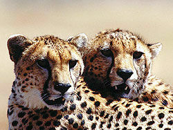 Гепарды загрызли защитницу животных