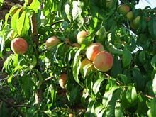 Греки отмечают праздник персиков