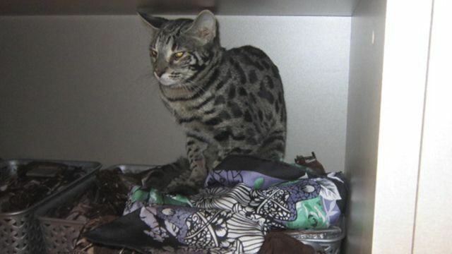 Кот, сбежавший от хозяйки, разгромил бутик в «Шереметьево»