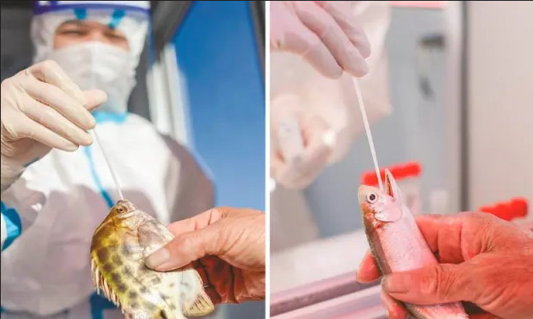 Ковид не проплывет: в Китае у пойманной рыбы берут тест на коронавирус