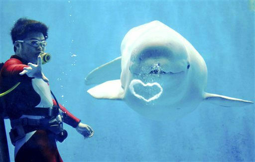 От белого кита – с любовью