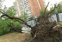 В Москве ураганный ветер повалил почти 700 деревьев (ВИДЕО+ЦИФРЫ)