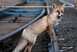 В Подольском районе наблюдают нашествие бешеных лисиц