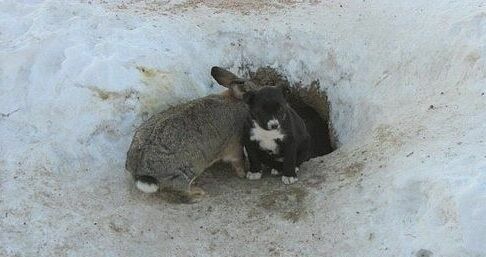 Пример для подражания: как один кролик спас трех щенков
