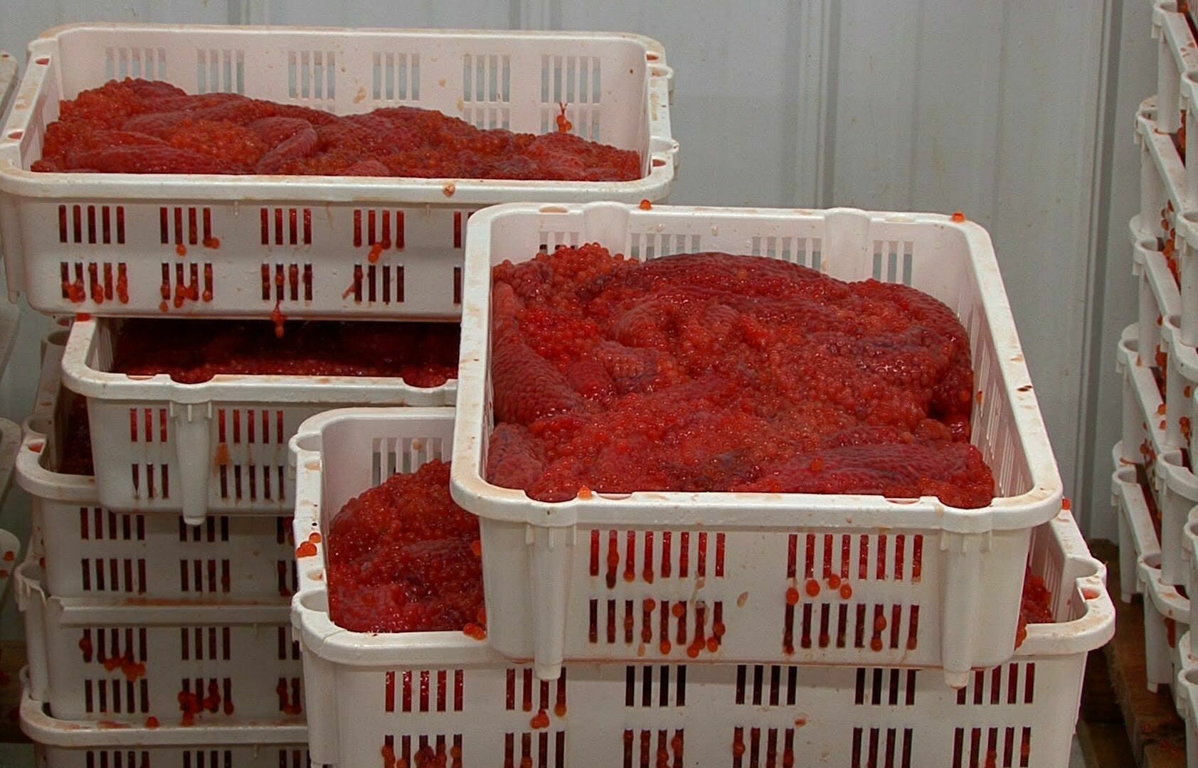Красная икра подешевеет из-за рекордного улова лосося