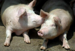 Китайская компания BGI массово клонируют свиней