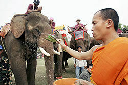 В Лаосе наградили самого красивого слона