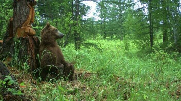 Медведи-шатуны терроризируют жителей Камчатки