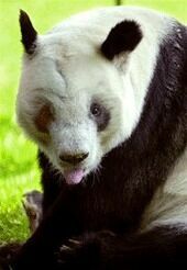 В Японии умерла старейшая панда