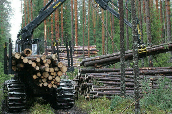 Лесное хозяйство Карелии может приносить миллиарды долларов ежегодно и работать не хуже, чем в соседней Финляндии