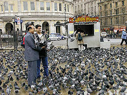 Лондонские голуби вымирают от недоедания