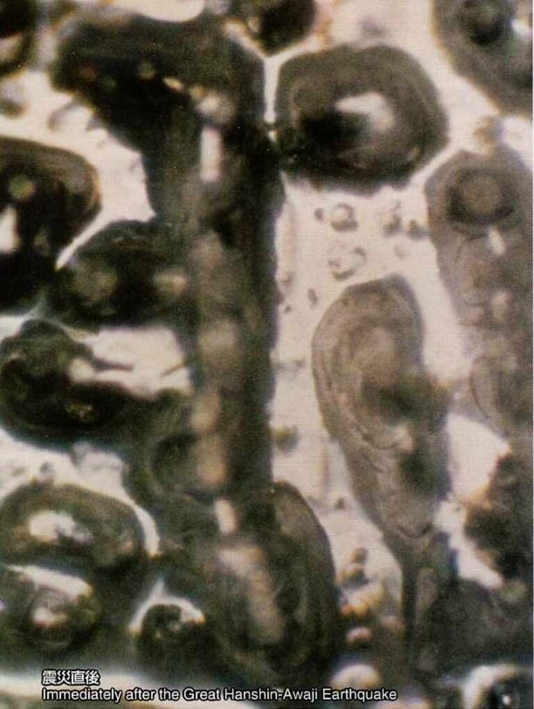 Волжская вода под микроскопом. черные пятна - это бактерии