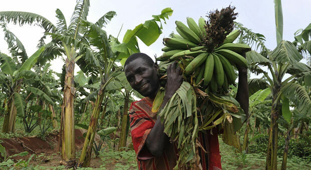 Пандемия на банановых плантациях 