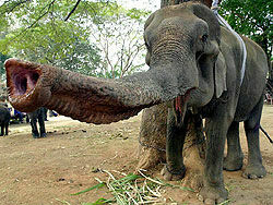 Слоны атакуют