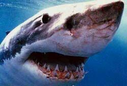 В Приморье продолжают поиски акулы-людоеда