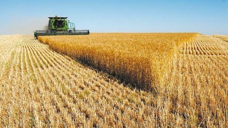 Россия готова обогнать Америку по экспорту пшеницы в 2016 году