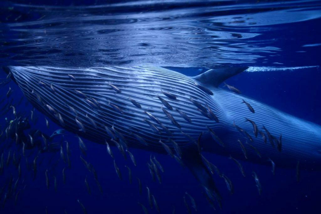 В Атлантике кит проглотил, а потом выплюнул  дайвера