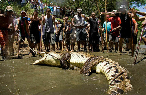 Пасхальная охота на крокодила: будет больно, если только выживешь