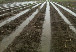 В Озерском районе из-за дождей погиб урожай