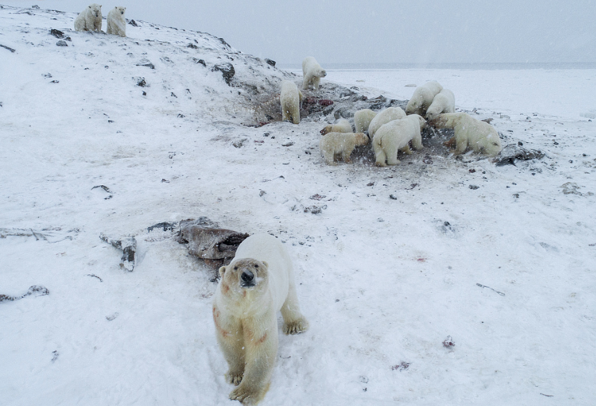 Полсотни белых медведей окружили чукотское село (ВИДЕО)