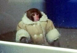 Хозяйка макаки в тулупе из Ikea требует вернуть ей обезьяну