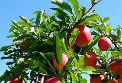 В этот день яблоки становятся волшебными - в России отмечают Яблочный спас (ПОЛЕЗНЫЕ РЕЦЕПТЫ)