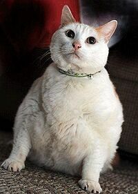 Раскрыта ужасная тайна гигантской бродячей кошки, найденной в США