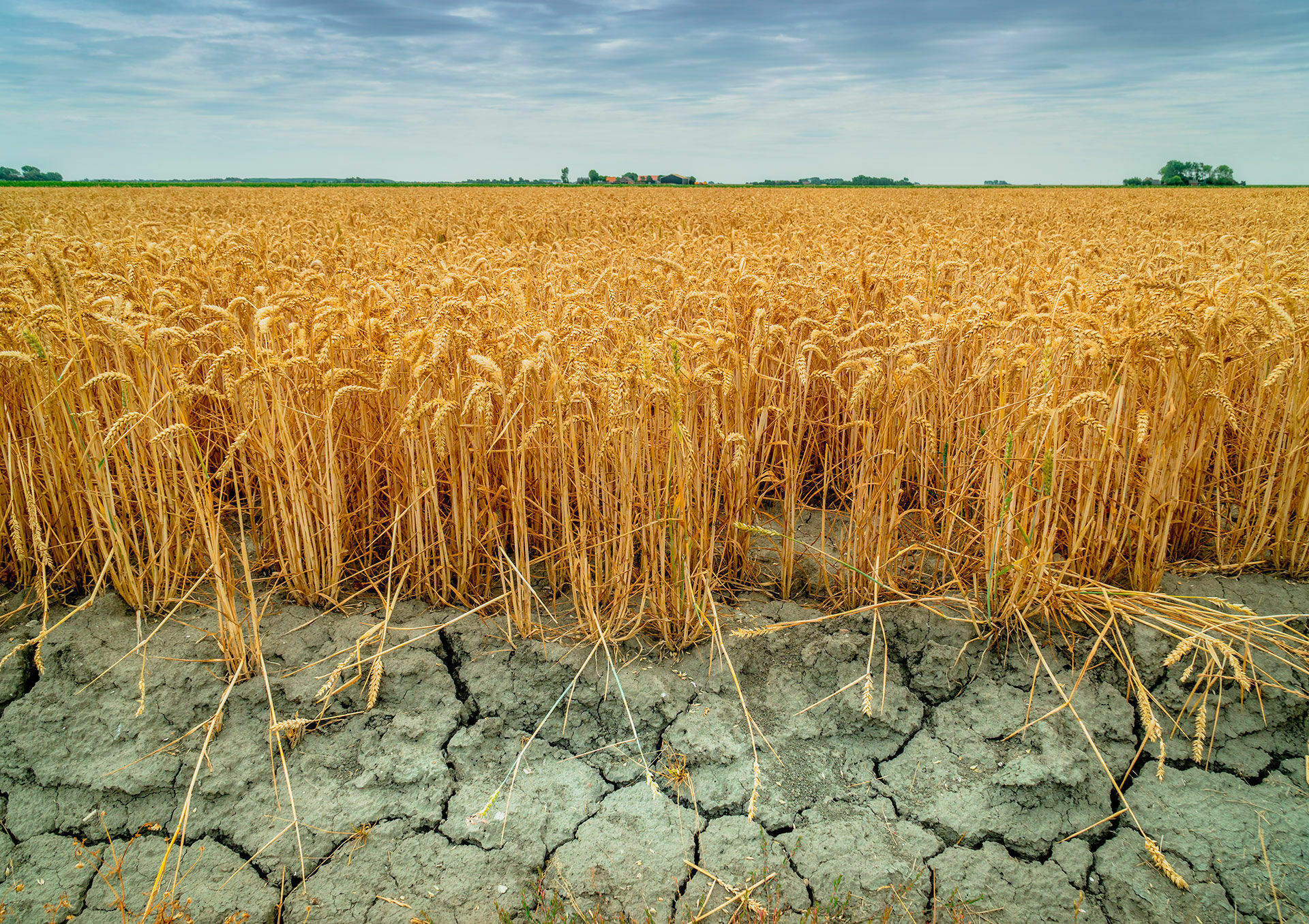 Пяти регионам РФ предсказали опасную для сельхозкультур засуху