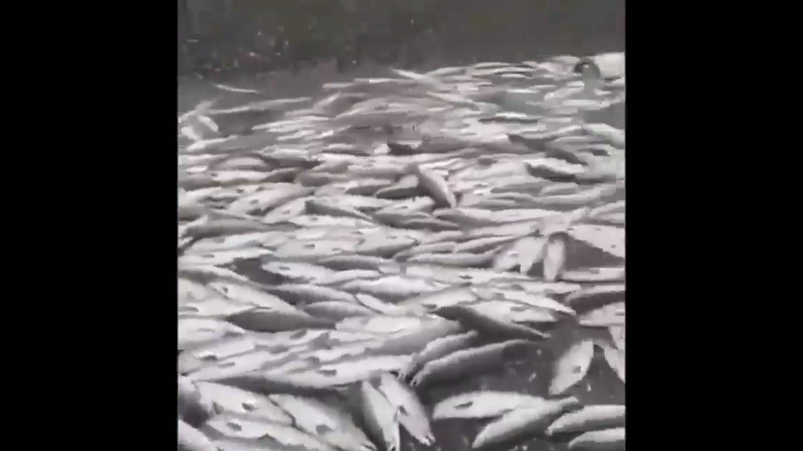 Видео дня: на Камчатке выбрасывают рыбу, чтобы не снижать цену на икру