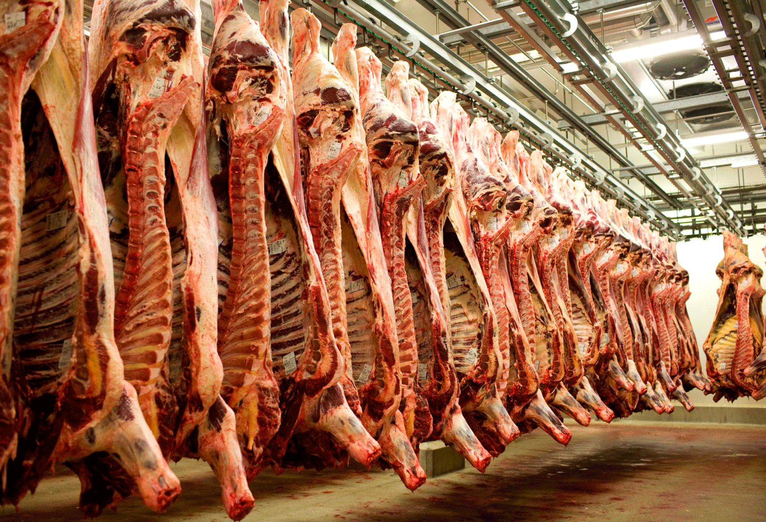 Минсельхоз отмечает снижение на 10% закупочных цен на свинину